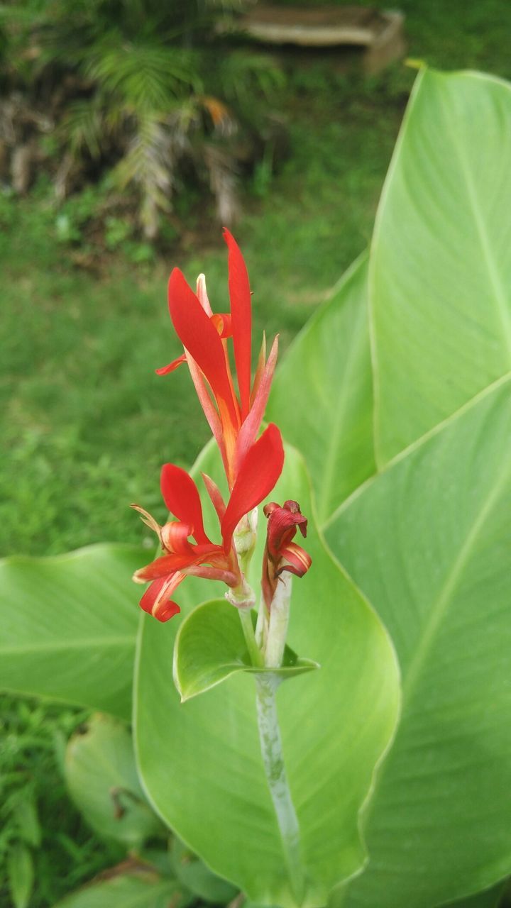 flower, petal, freshness, flower head, fragility, growth, red, beauty in nature, leaf, plant, blooming, close-up, nature, green color, focus on foreground, single flower, in bloom, blossom, bud, day