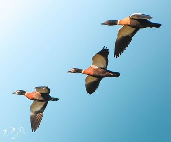 Low angle view of birds flying against clear sky