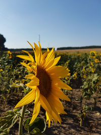 Close-up of sunflower on field against sky