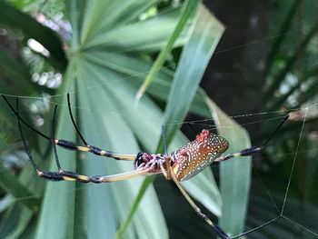 Close-up of spider on web