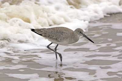 Seagull perching on a land