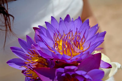 Close-up of purple water lily