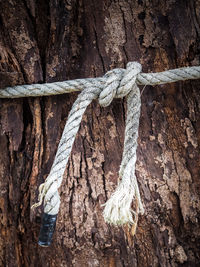 Full frame shot of tree trunk with tied rope