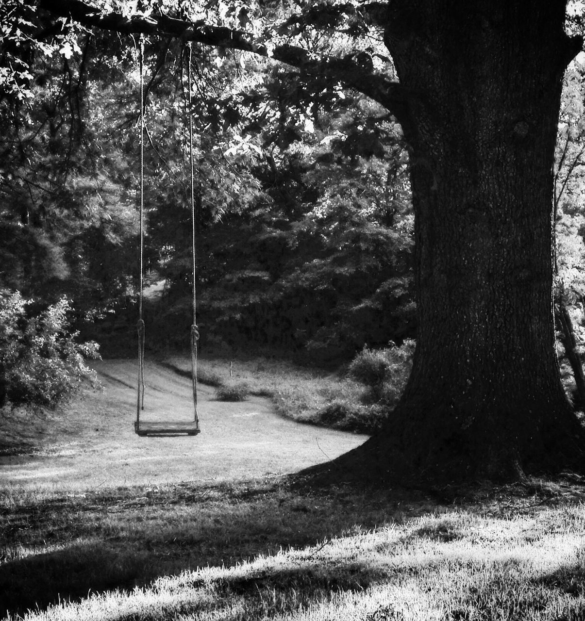 tree, tree trunk, tranquility, grass, park - man made space, nature, tranquil scene, absence, branch, bench, empty, swing, growth, landscape, park bench, field, park, day, outdoors, scenics