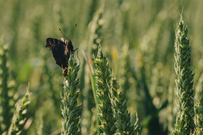 Close-up of butterfly pollinating on flower