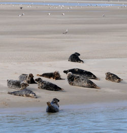 View of birds swimming in sea