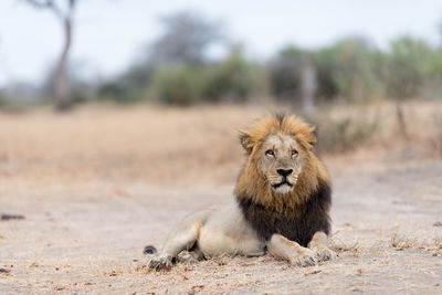 Lion relaxing on a land