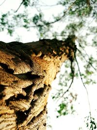 Low angle view of tree against sky
