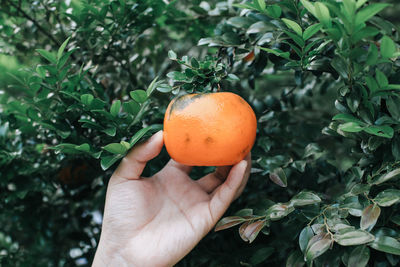 Person holding apple