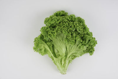 High angle view of green leaf against white background