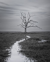 Lone, dead tree in black and white against the sky in somerset, united kingdom 
