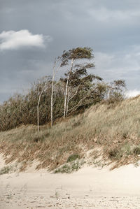 Trees on field against sky