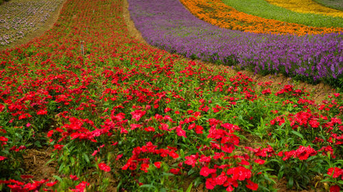 Multi colored flowers in field