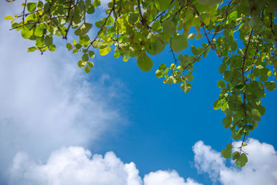 Low angle view of tree against sky