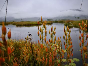 Plants growing on field by lake against sky