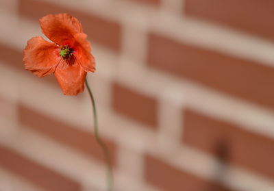 Close-up of red flower against blurred background