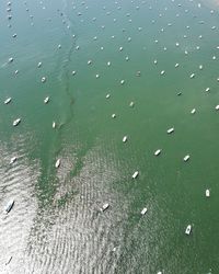 High angle view of fish swimming in sea