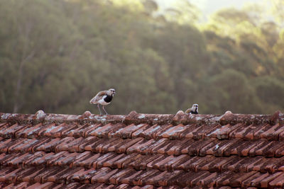 Vanellus chilensis - bird