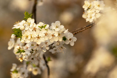 Close-up of white cherry blossom tree