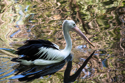 View of bird in lake