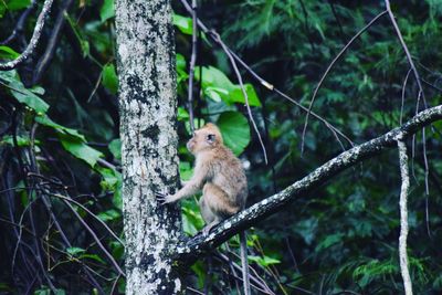 Squirrel on tree trunk in forest