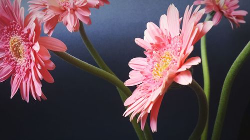 Close-up of pink flowers