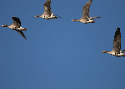 Low angle view of seagulls flying against clear blue sky