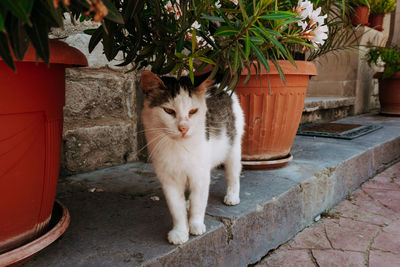 Portrait of cat sitting by potted plant in yard