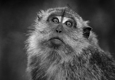 Portrait of baby monkey 