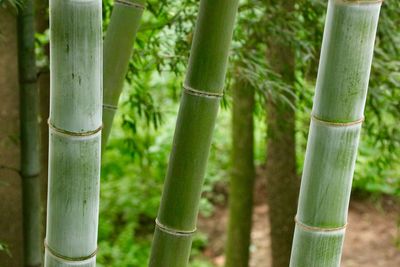 Close-up of bamboo plant