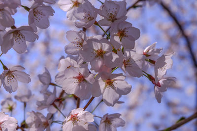 Close-up of white cherry blossoms in spring