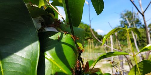 Close-up of insect on leaves