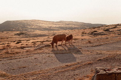 Horse in a desert