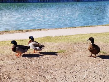 Ducks on lakeshore