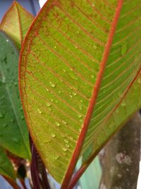 Close-up of raindrops on leaves