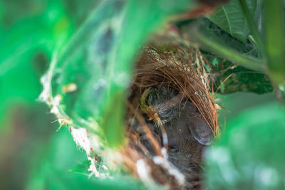 Close-up of a bird