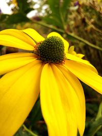 Close-up of yellow flower blooming outdoors