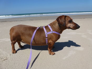 Close-up of dog standing on beach against sky