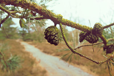 Close-up of fresh plant