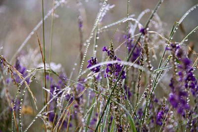 Close-up of insect on purple flowers