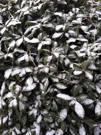 Full frame shot of snow covered plants