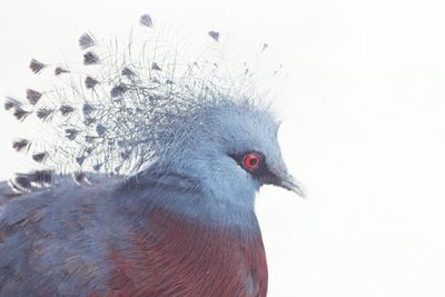 Close-up of victoria crowned pigeon against clear sky
