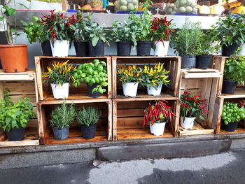 Potted plants at market stall