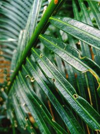 Close-up of wet plant