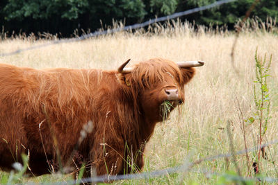 Highland cattle on grassy field