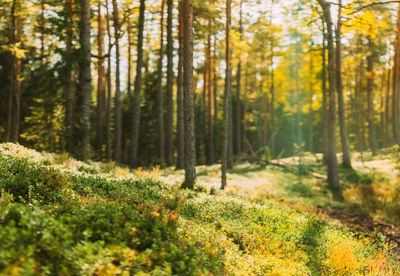 Trees in forest