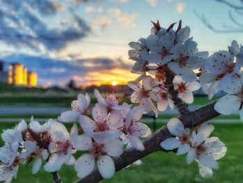 Close-up of cherry blossoms against sky