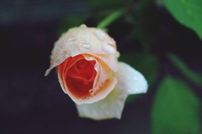 Close-up of rose