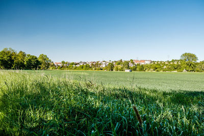 Plants growing on field against clear sky
