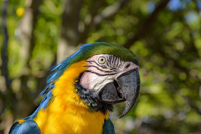 Close-up of a parrot